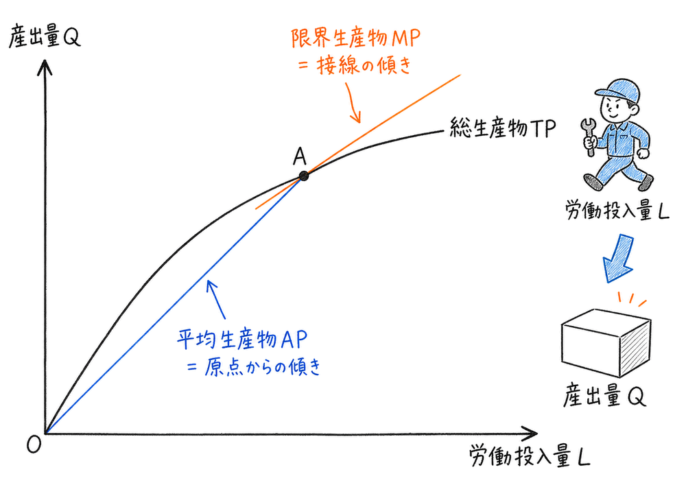 総生産物曲線上で平均生産物は原点からの傾き、限界生産物は接線の傾きとして読む図解